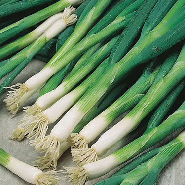 Evergreen White Bunching Scallion Seeds